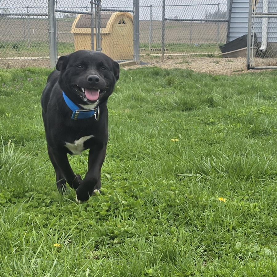 Enlarge Zues, a Adoptable mixed breed in Petersburg, IN image 3/4