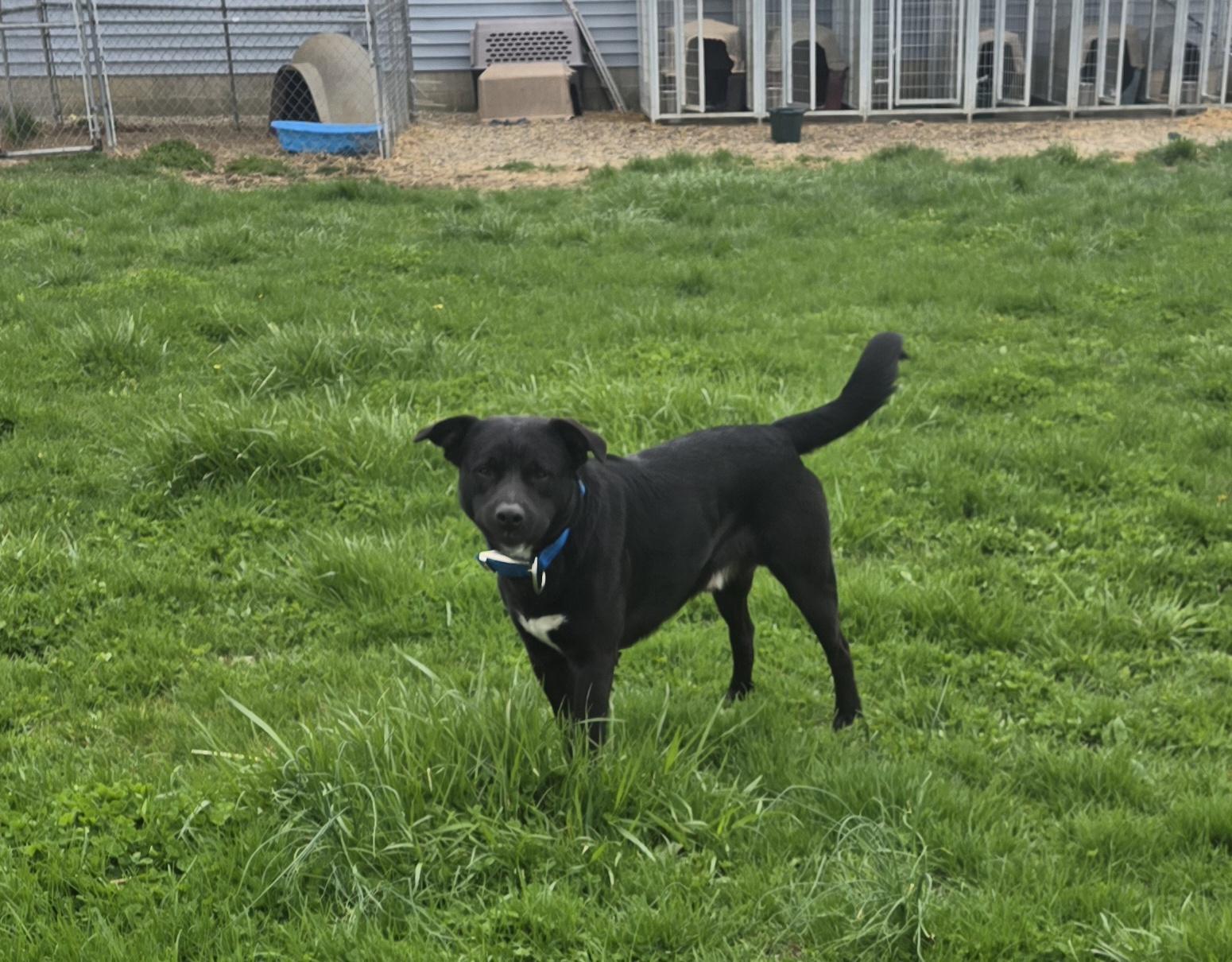 Enlarge Zues, a Adoptable mixed breed in Petersburg, IN image 4/4