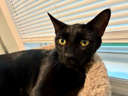 Eve, adopted, Adult Female Domestic Short Hair.