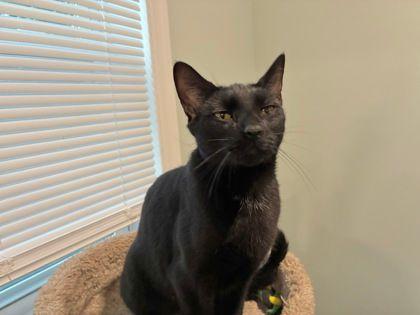 Enlarge Eve, an adopted Domestic Short Hair in Williamsport, PA image 2/3