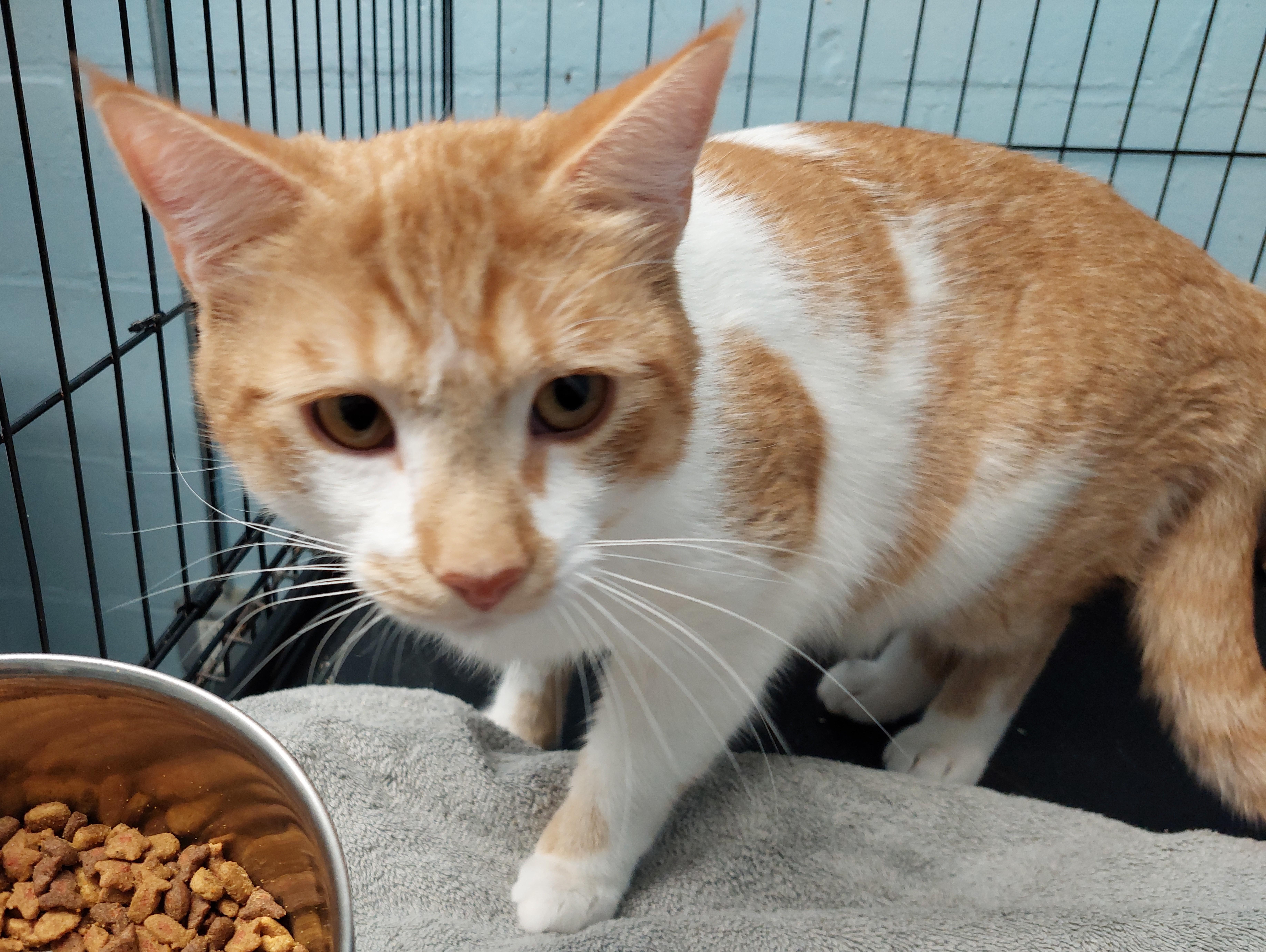 Enlarge Binx, an adopted Domestic Short Hair in Rehoboth, MA image 1/1