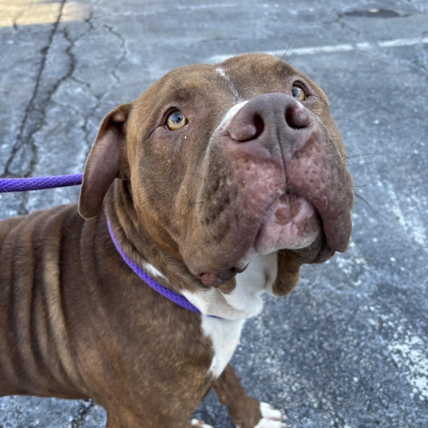 Rusty , adoptable, Young Male American Bully.