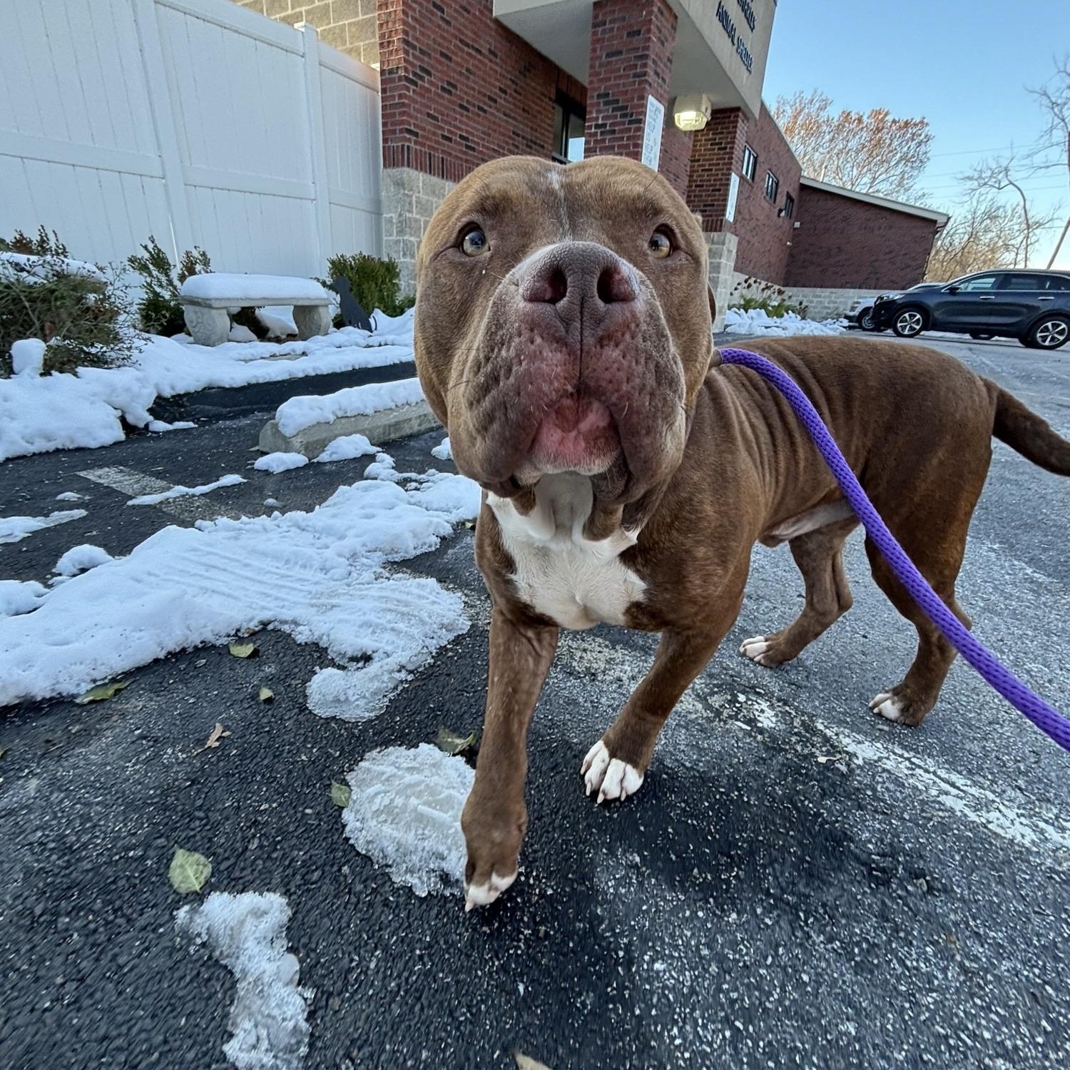 Enlarge Rusty , an adoptable American Bully in Saint Charles, MO image 2/2