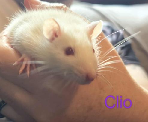 Enlarge Clio, a Adoptable Rat in Merrimack, NH image 1/1