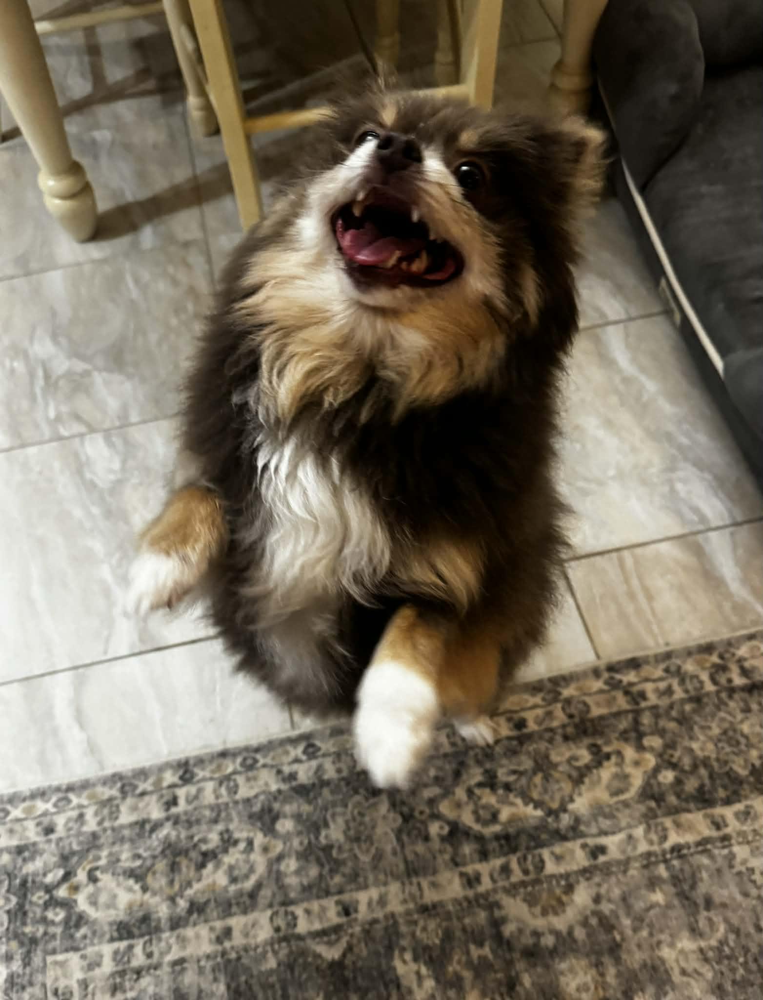 Enlarge Ricki, a ADOPTABLE Pomeranian in Youngstown, OH image 6/6