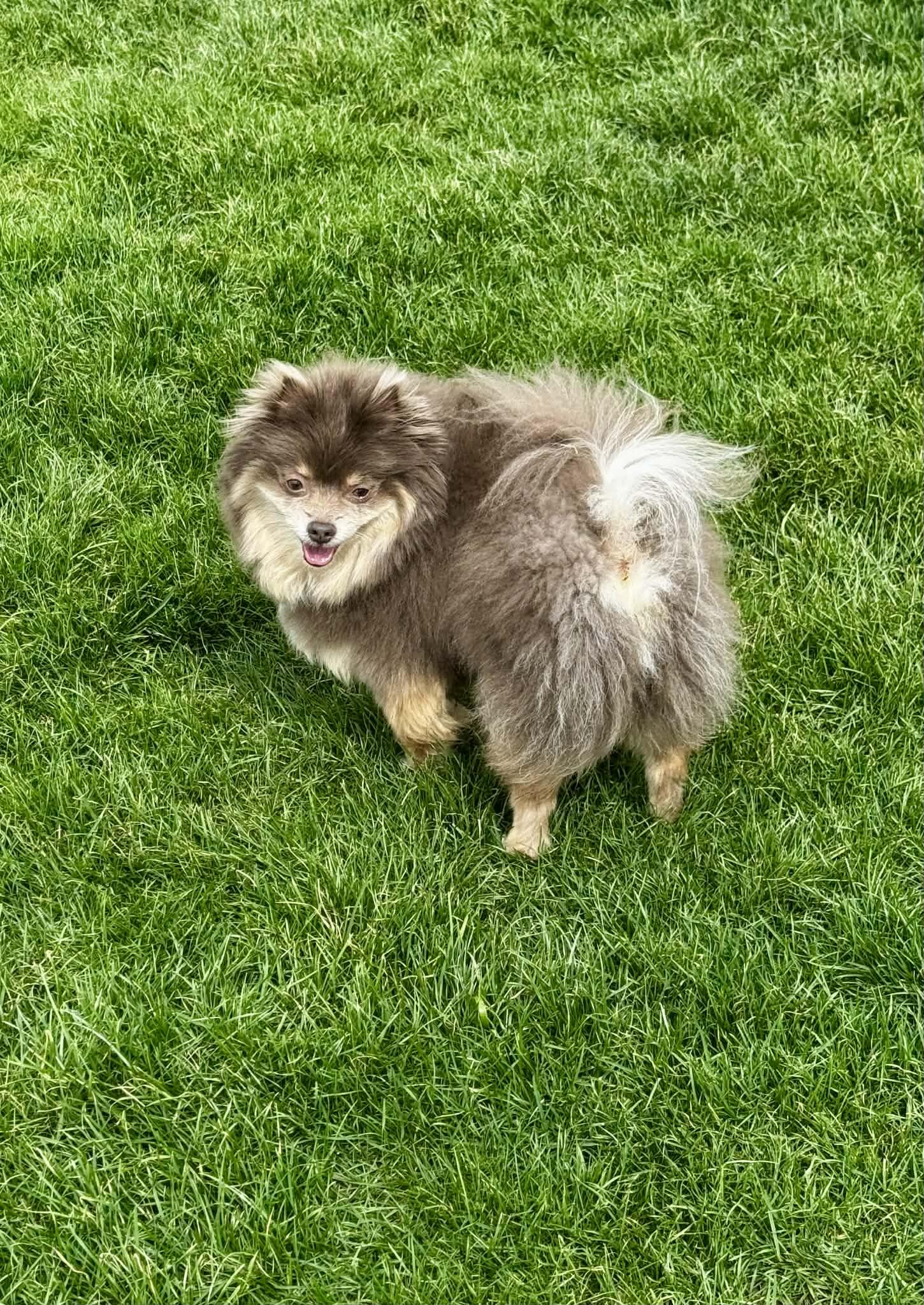 Enlarge Ricki, a ADOPTABLE Pomeranian in Youngstown, OH image 2/6