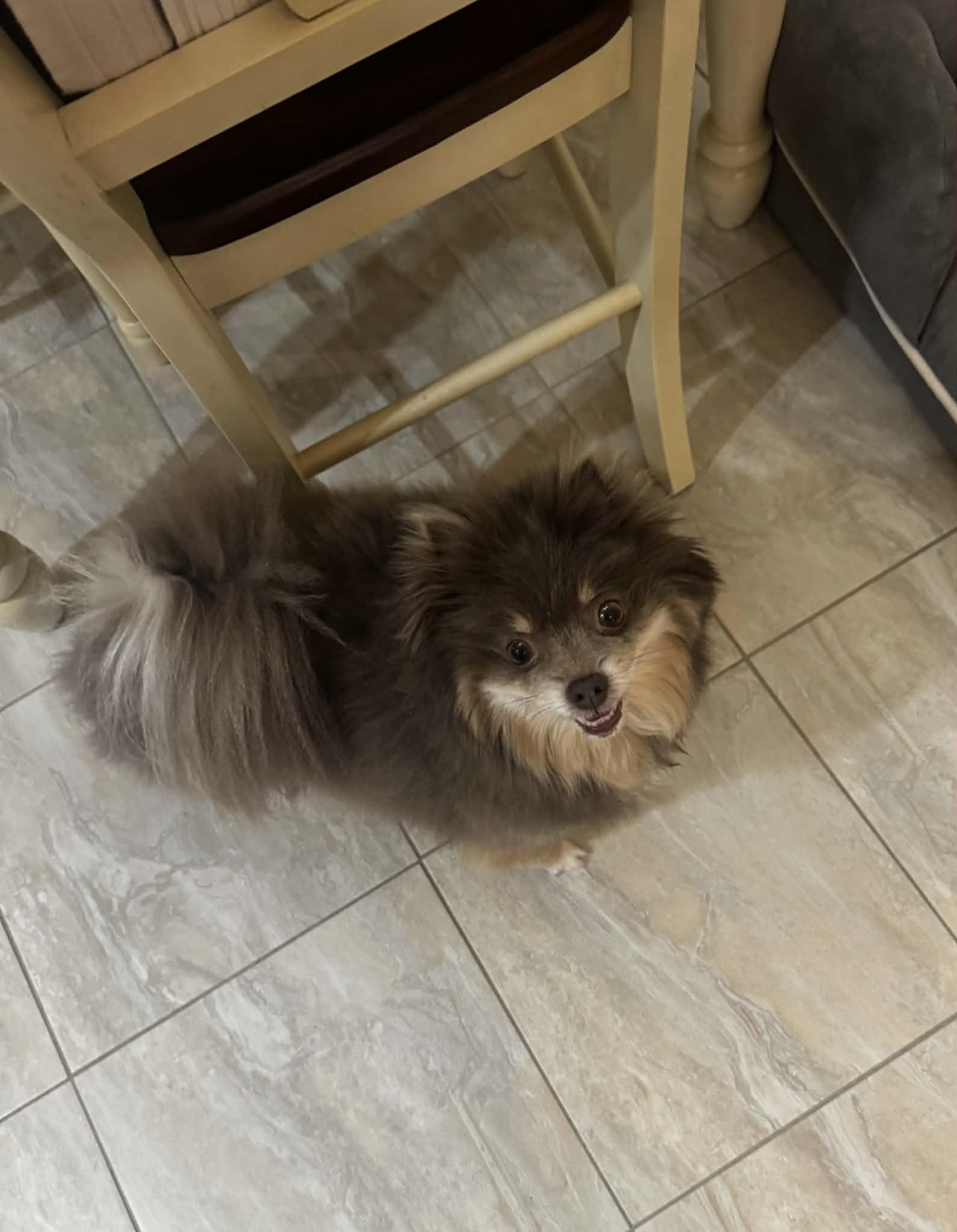 Enlarge Ricki, a ADOPTABLE Pomeranian in Youngstown, OH image 4/6