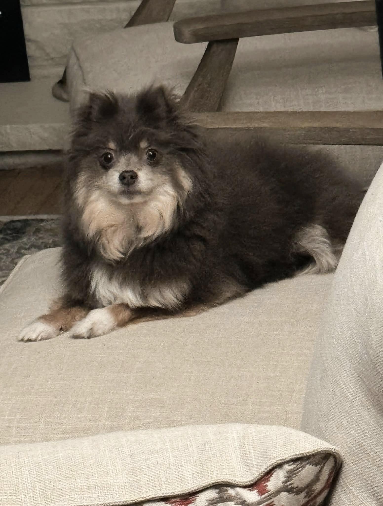 Enlarge Ricki, a ADOPTABLE Pomeranian in Youngstown, OH image 5/6