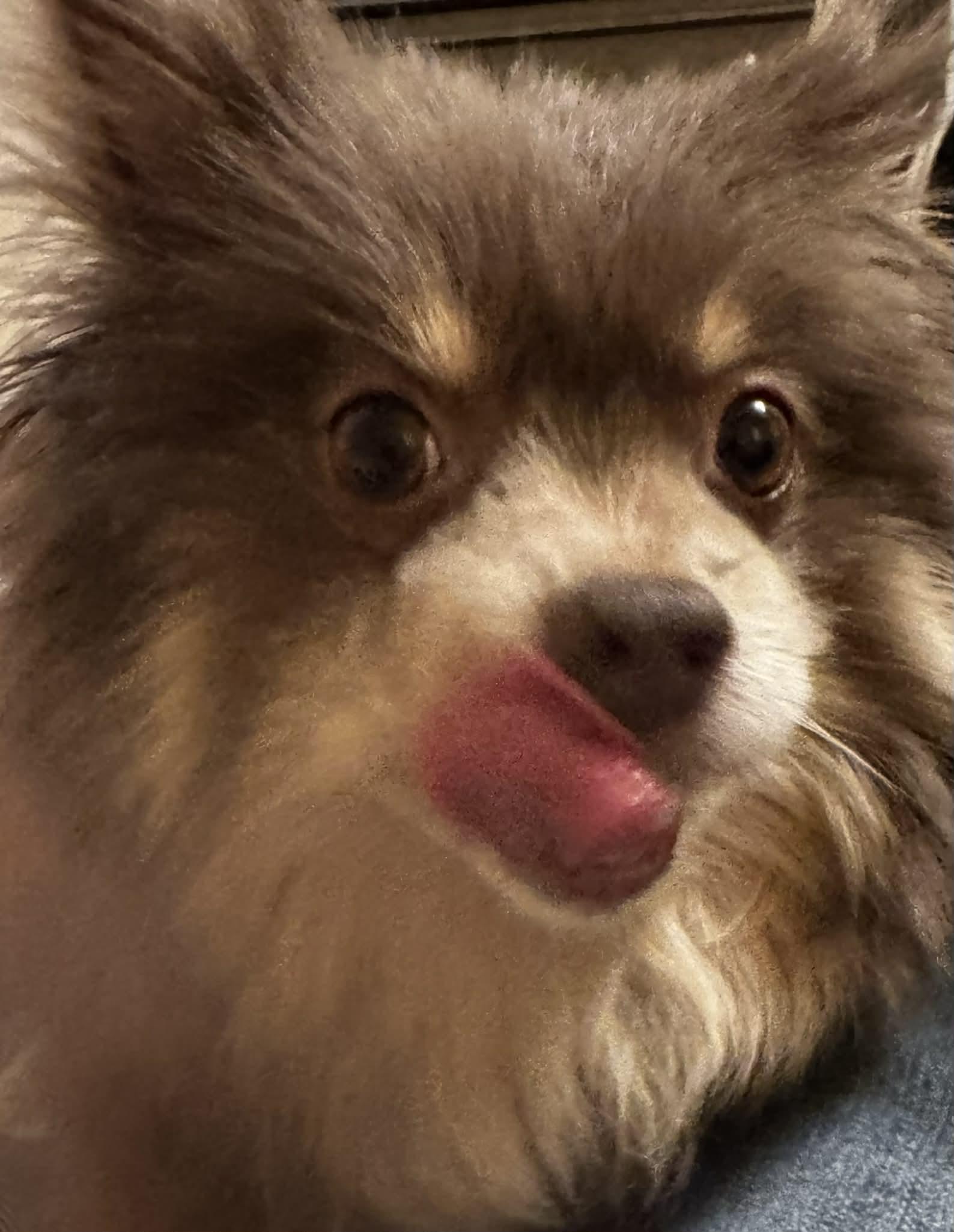 Enlarge Ricki, a ADOPTABLE Pomeranian in Youngstown, OH image 1/6