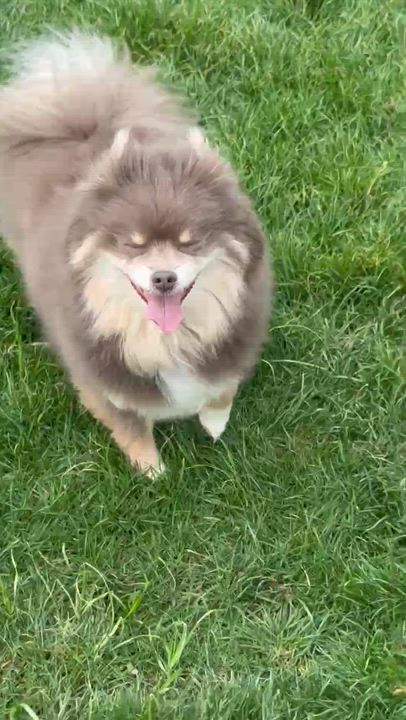 Enlarge Ricki, a ADOPTABLE Pomeranian in Youngstown, OH video 3/6