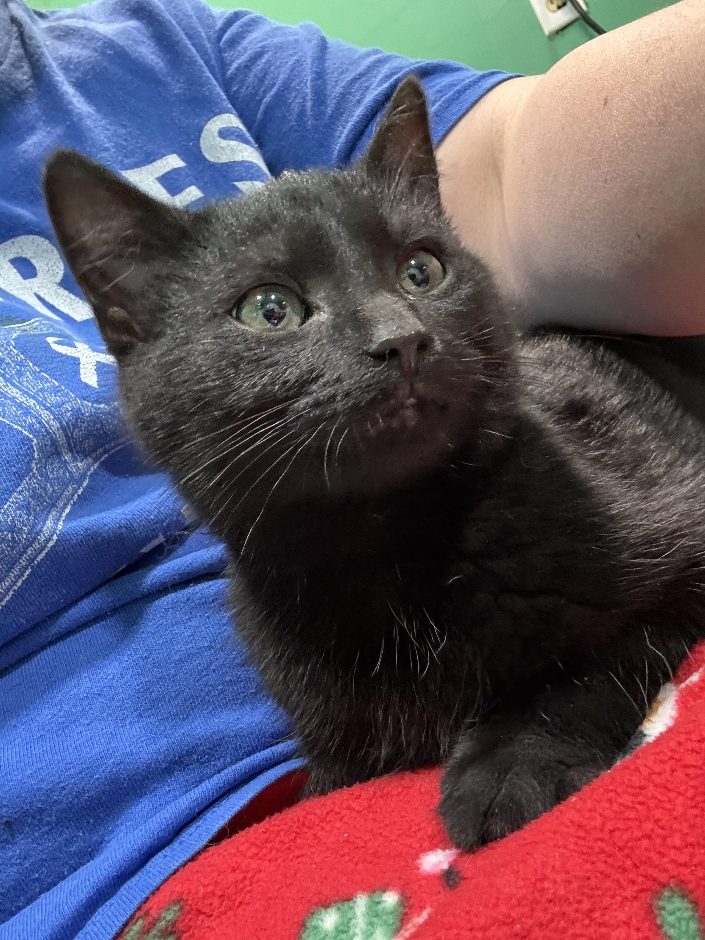 Enlarge Thursday, an adopted mixed breed in Hickory, NC image 2/2