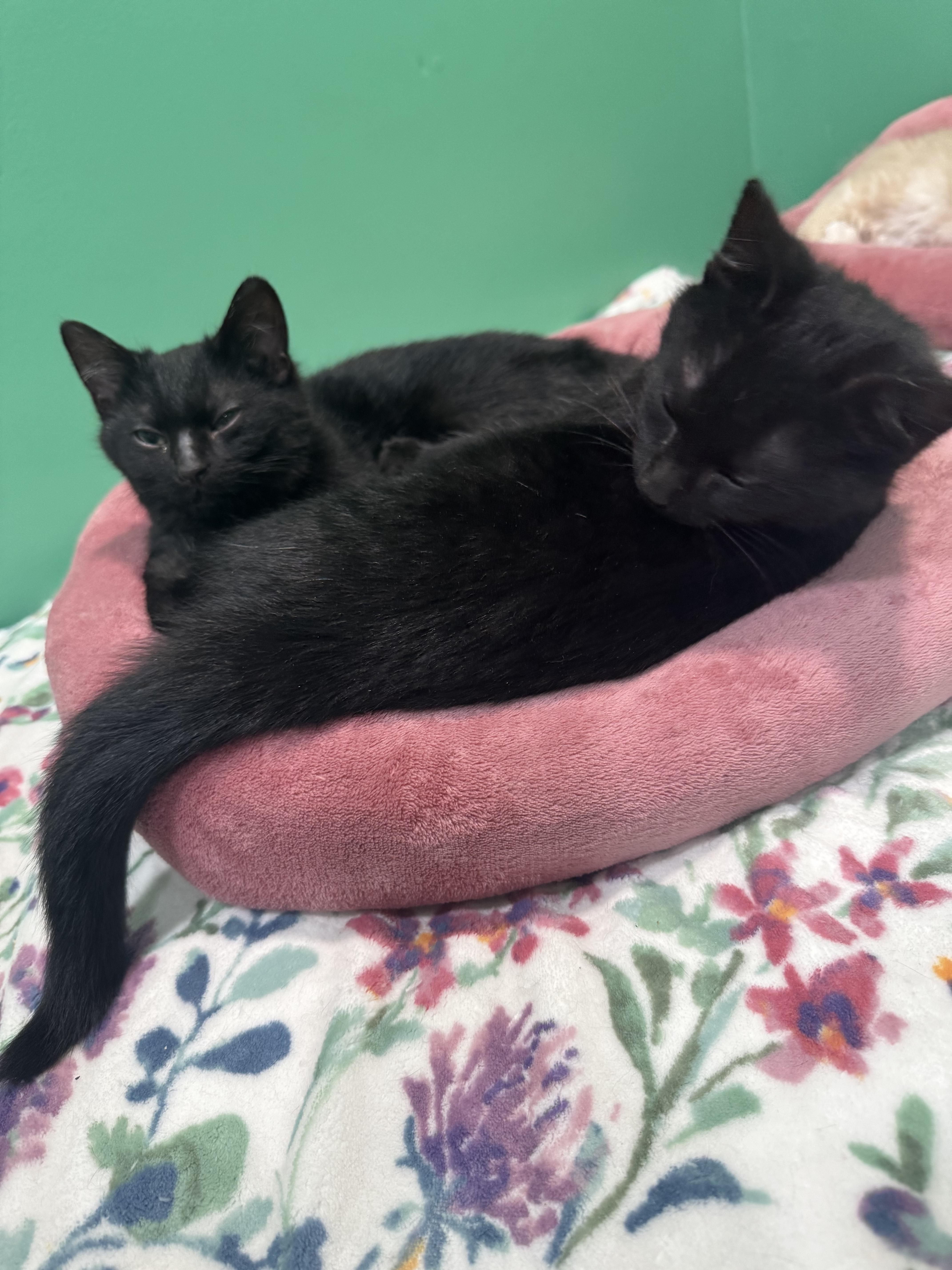 Thursday, adopted, Kitten Male American Shorthair.