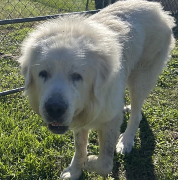 Dog for adoption Bumble, a Great Pyrenees in Claremont, NC Petfinder