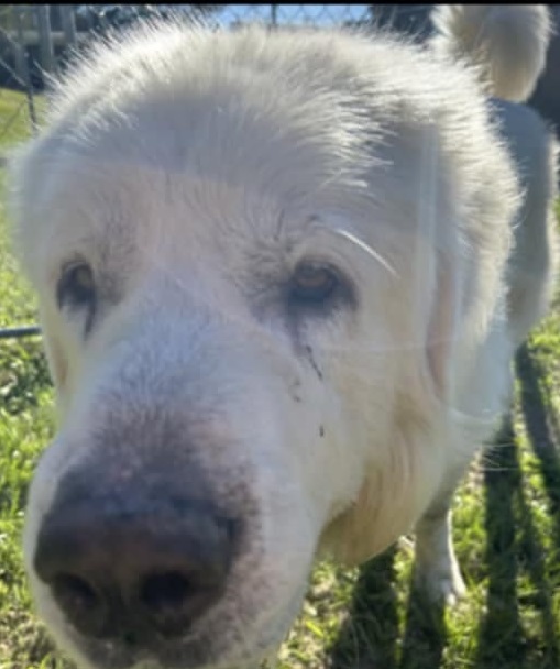 Dog for adoption Bumble, a Great Pyrenees in Claremont, NC Petfinder