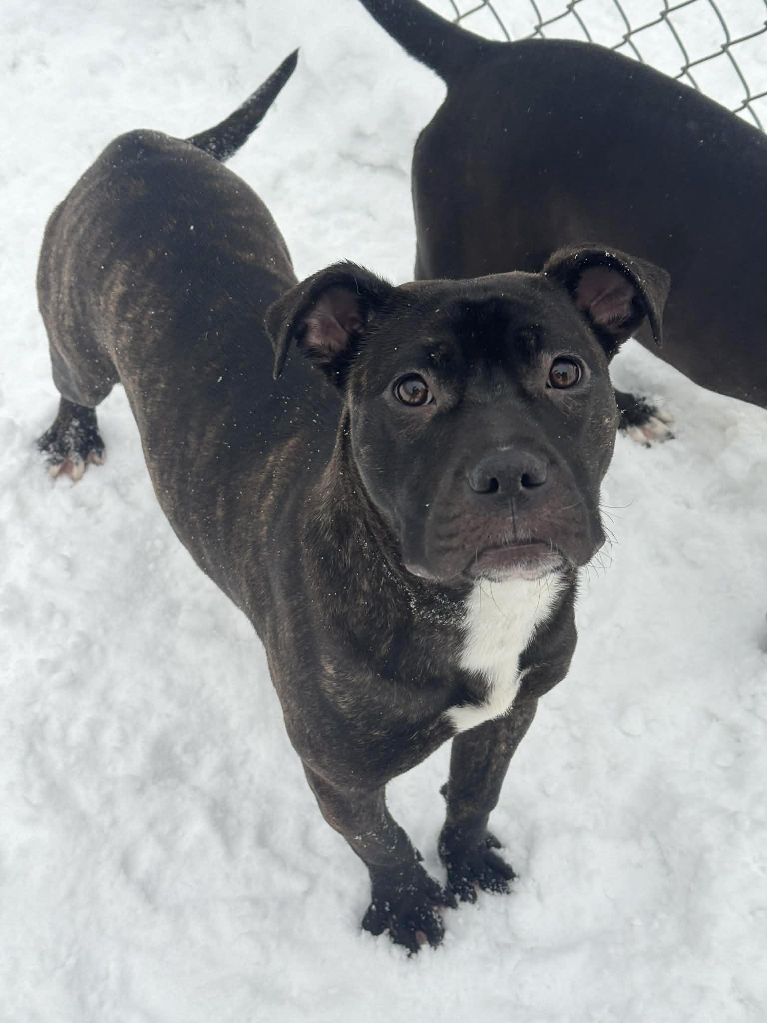 Brazil, ADOPTABLE, Puppy Female Mixed Breed.