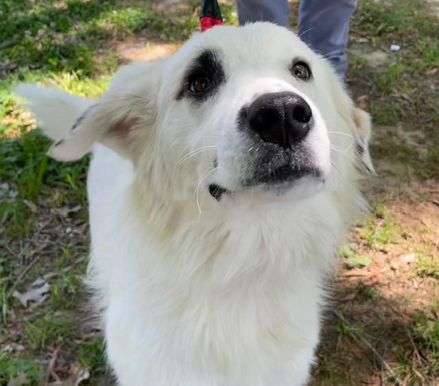 Enlarge Pearl, a ADOPTABLE mixed breed in Memphis, TN image 2/5