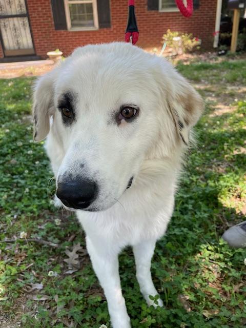 Enlarge Pearl, a ADOPTABLE mixed breed in Memphis, TN image 3/5