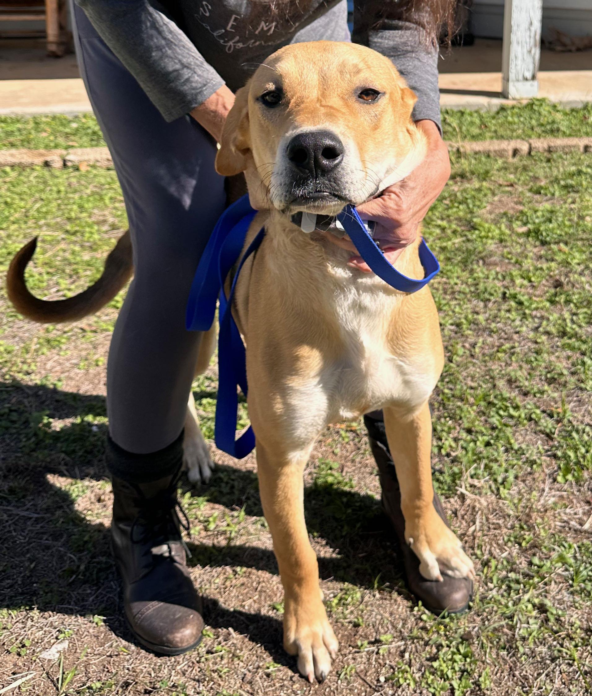 Enlarge Luke, a Adoptable mixed breed in New Braunfels, TX image 1/6