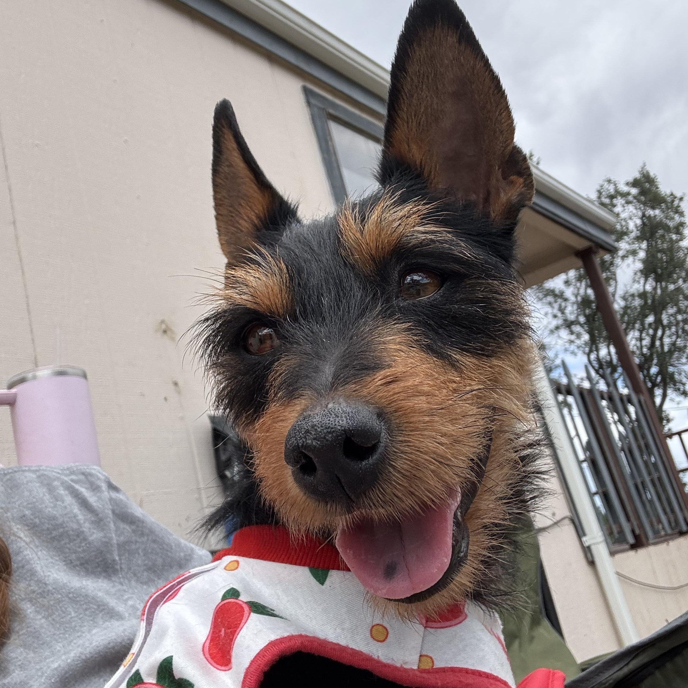 Enlarge Ms Fabulous Chabella, a ADOPTABLE mixed breed in Ridgefield, WA image 5/6