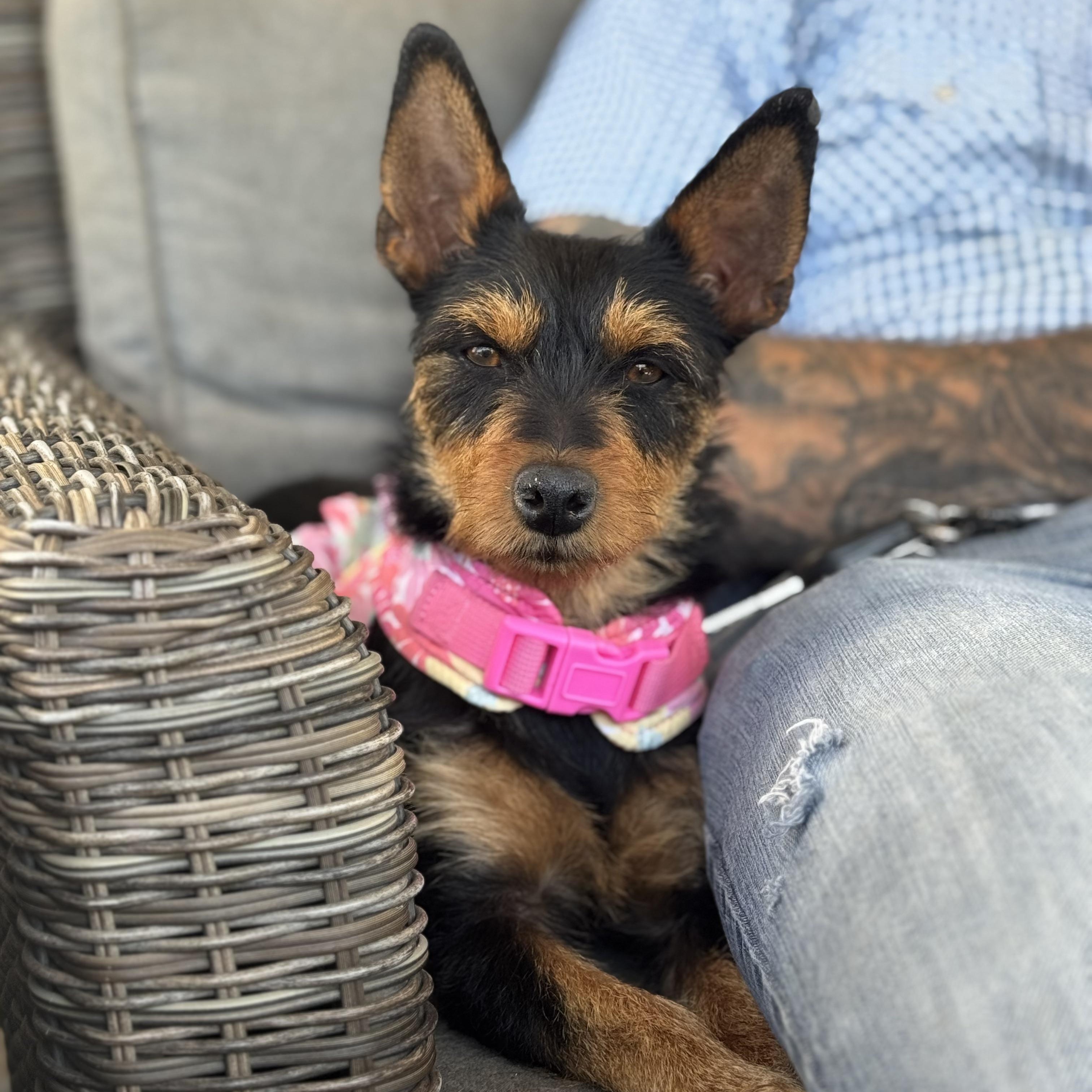 Enlarge Ms Fabulous Chabella, a ADOPTABLE mixed breed in Ridgefield, WA image 3/6