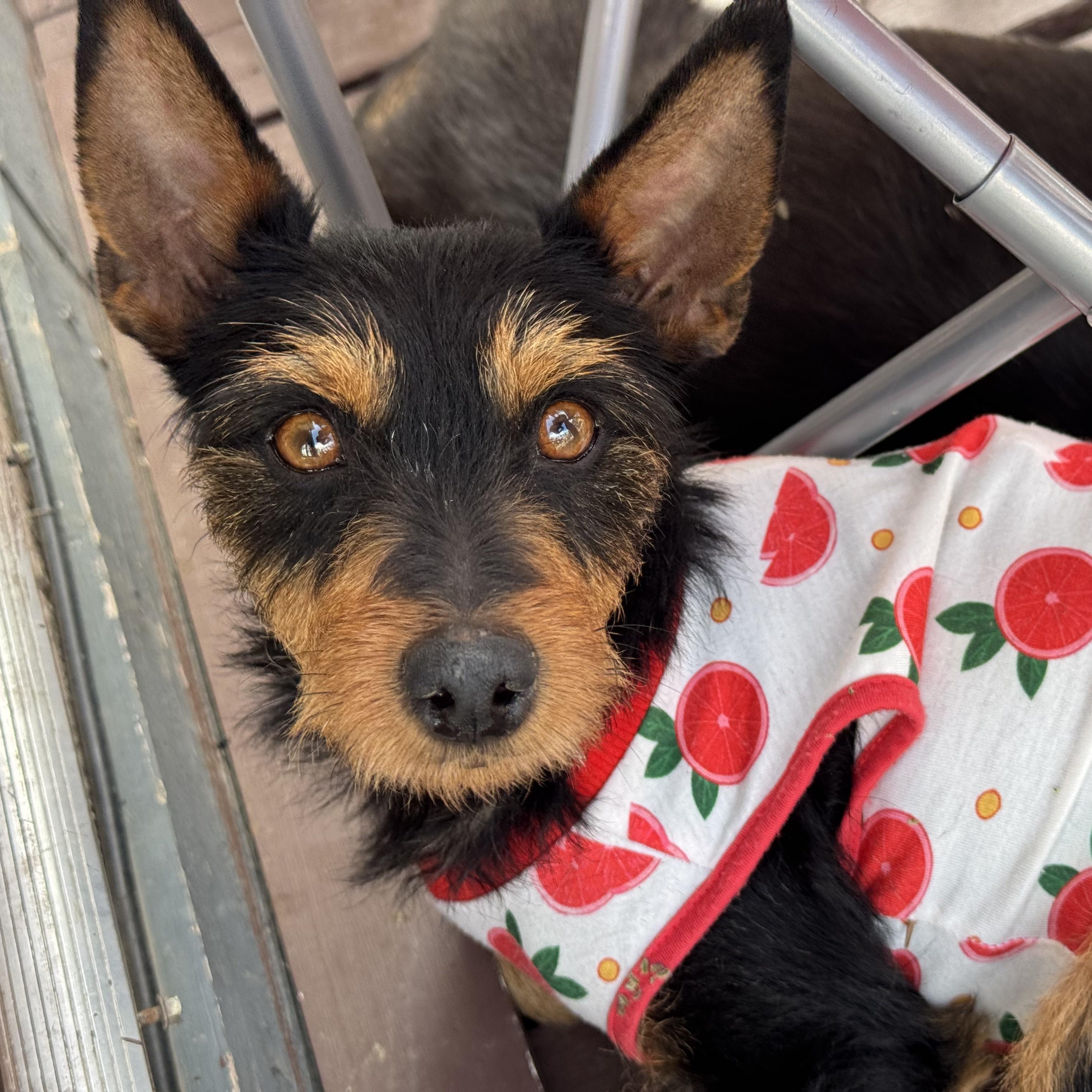 Enlarge Ms Fabulous Chabella, a ADOPTABLE mixed breed in Ridgefield, WA image 4/6