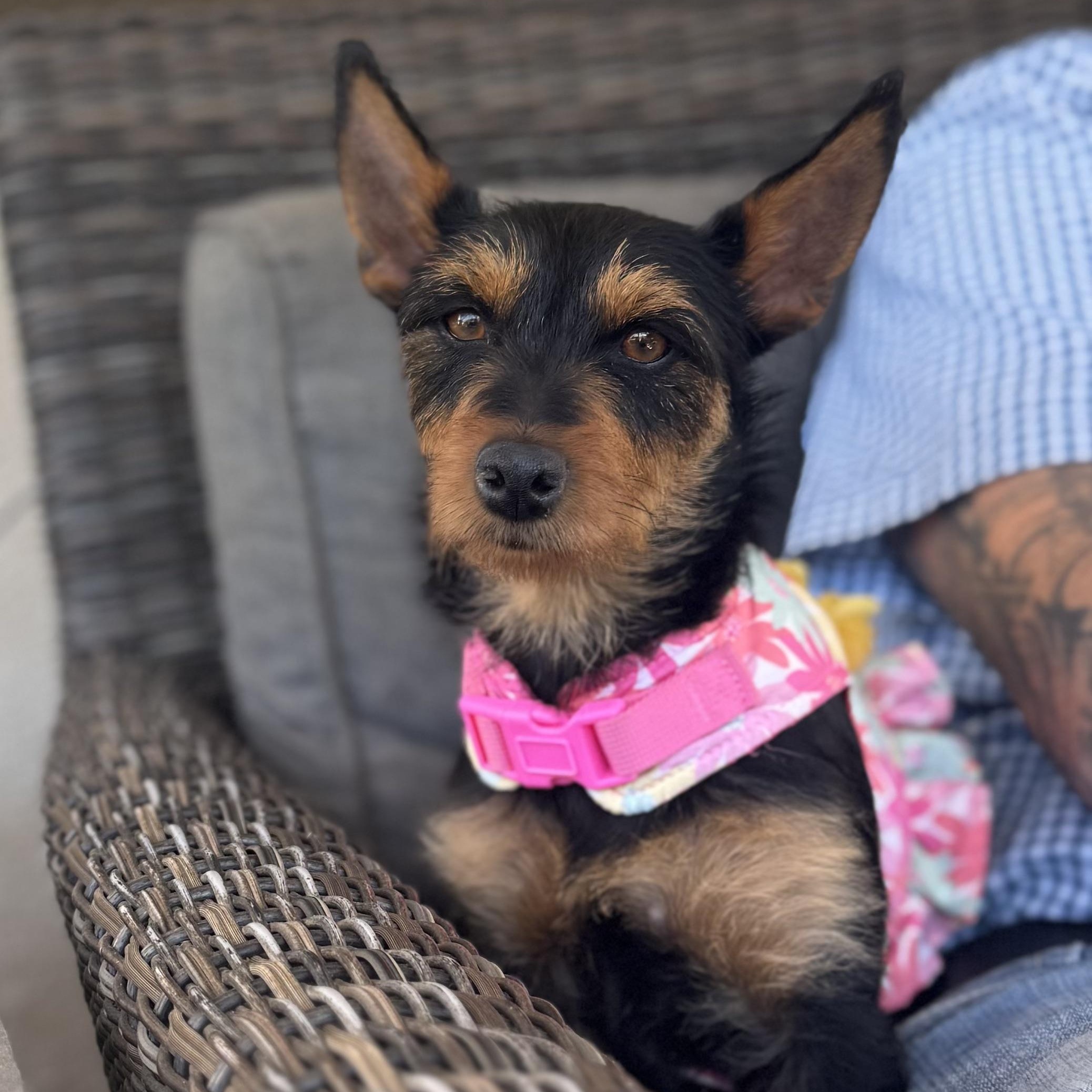 Enlarge Ms Fabulous Chabella, a ADOPTABLE mixed breed in Ridgefield, WA image 6/6