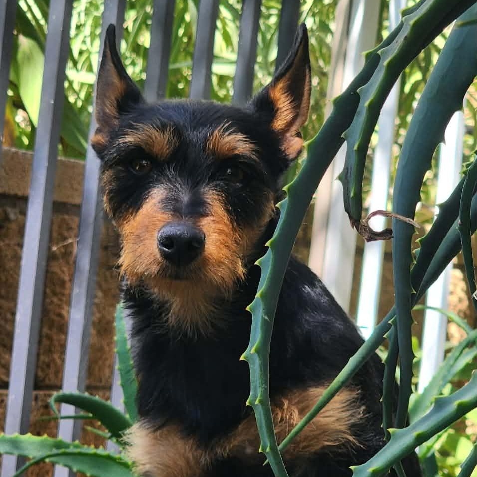 Enlarge Ms Fabulous Chabella, a ADOPTABLE mixed breed in Ridgefield, WA image 1/6