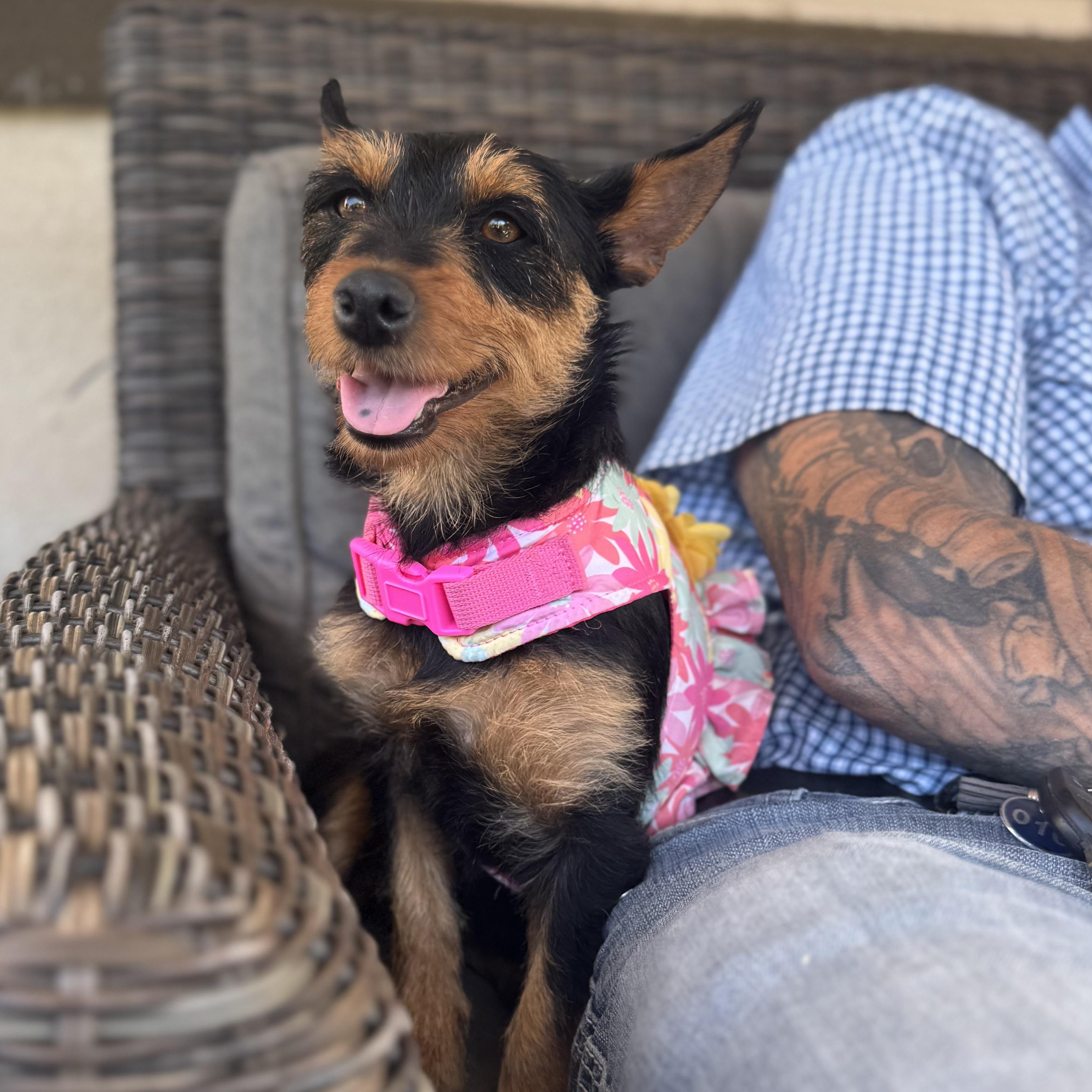 Enlarge Ms Fabulous Chabella, a ADOPTABLE mixed breed in Ridgefield, WA image 2/6