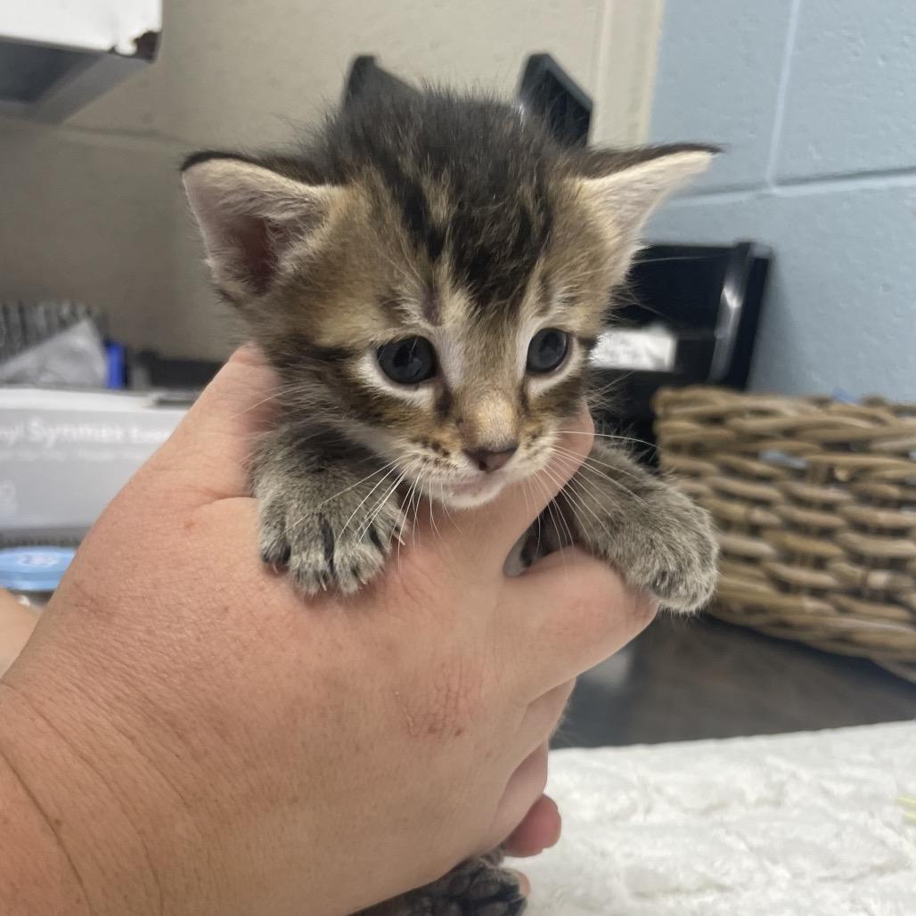 Pimento, Adoptable, Kitten Female Domestic Short Hair.