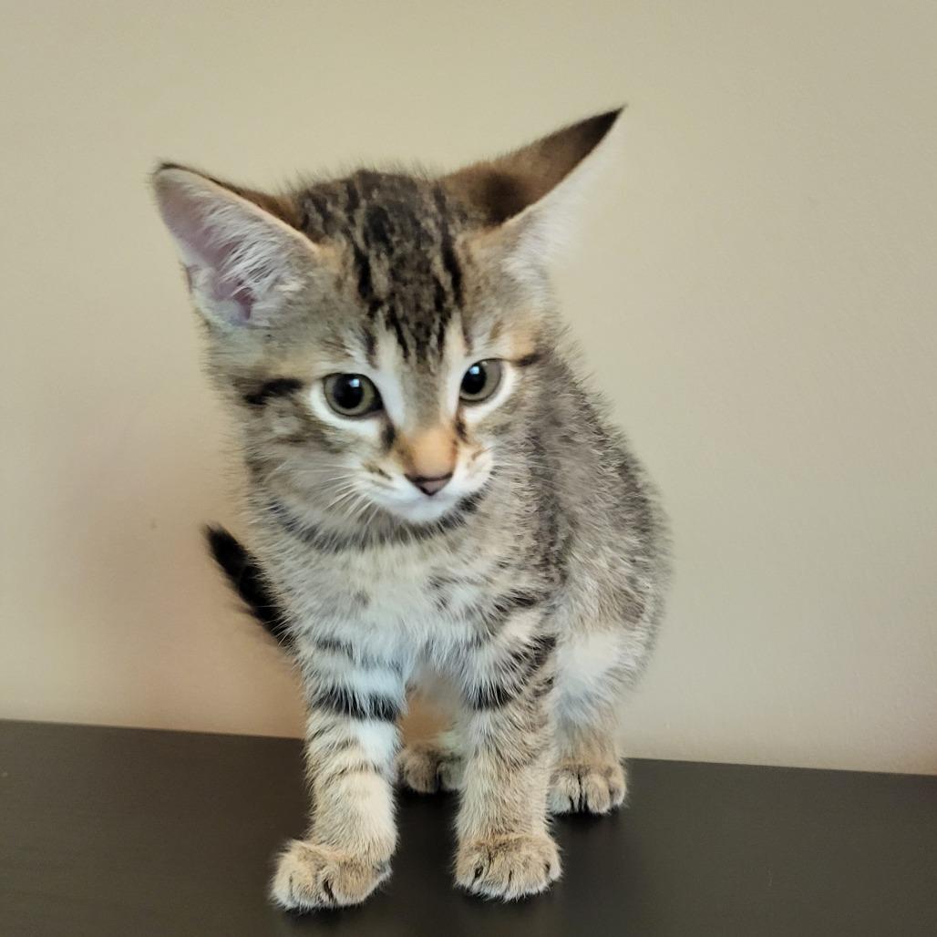 Enlarge Pimento, a Adoptable Domestic Short Hair in Ridgely, MD image 2/2