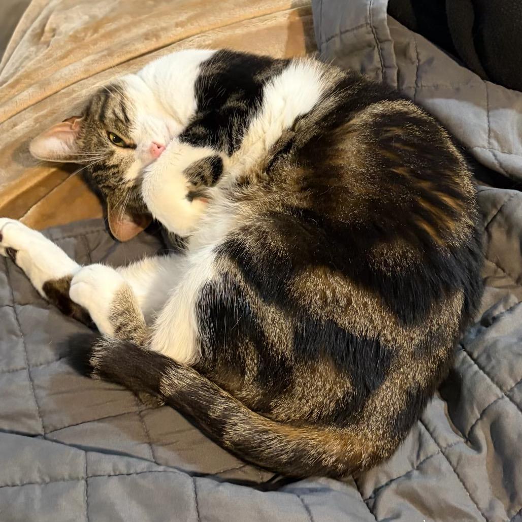 Jet, Adoptable, Adult Male Domestic Short Hair.
