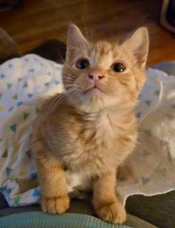 Enlarge Fergus, an adopted Domestic Short Hair in Pasco, WA image 2/2