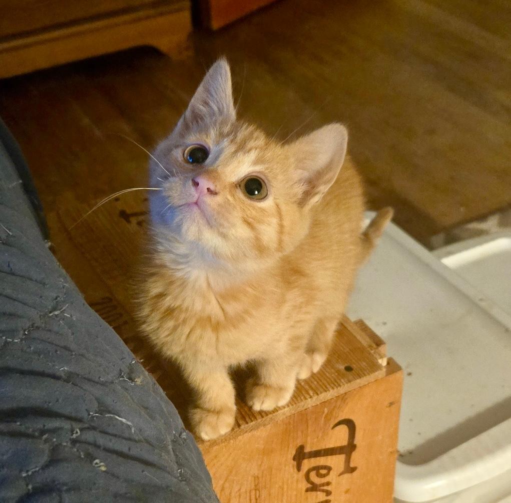 Fergus, adopted, Kitten Male Domestic Short Hair.