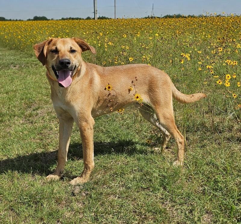 Kero, Adoptable, Adult Male Mixed Breed.