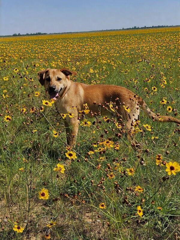 Enlarge Kero, a Adoptable Mixed Breed in Jackson, TN image 2/4
