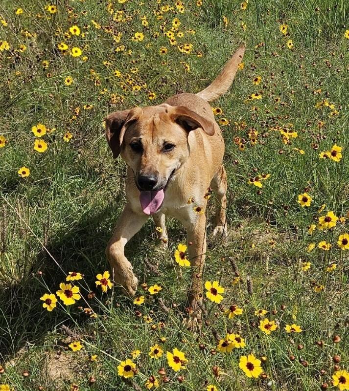 Enlarge Kero, a Adoptable Mixed Breed in Jackson, TN image 3/4
