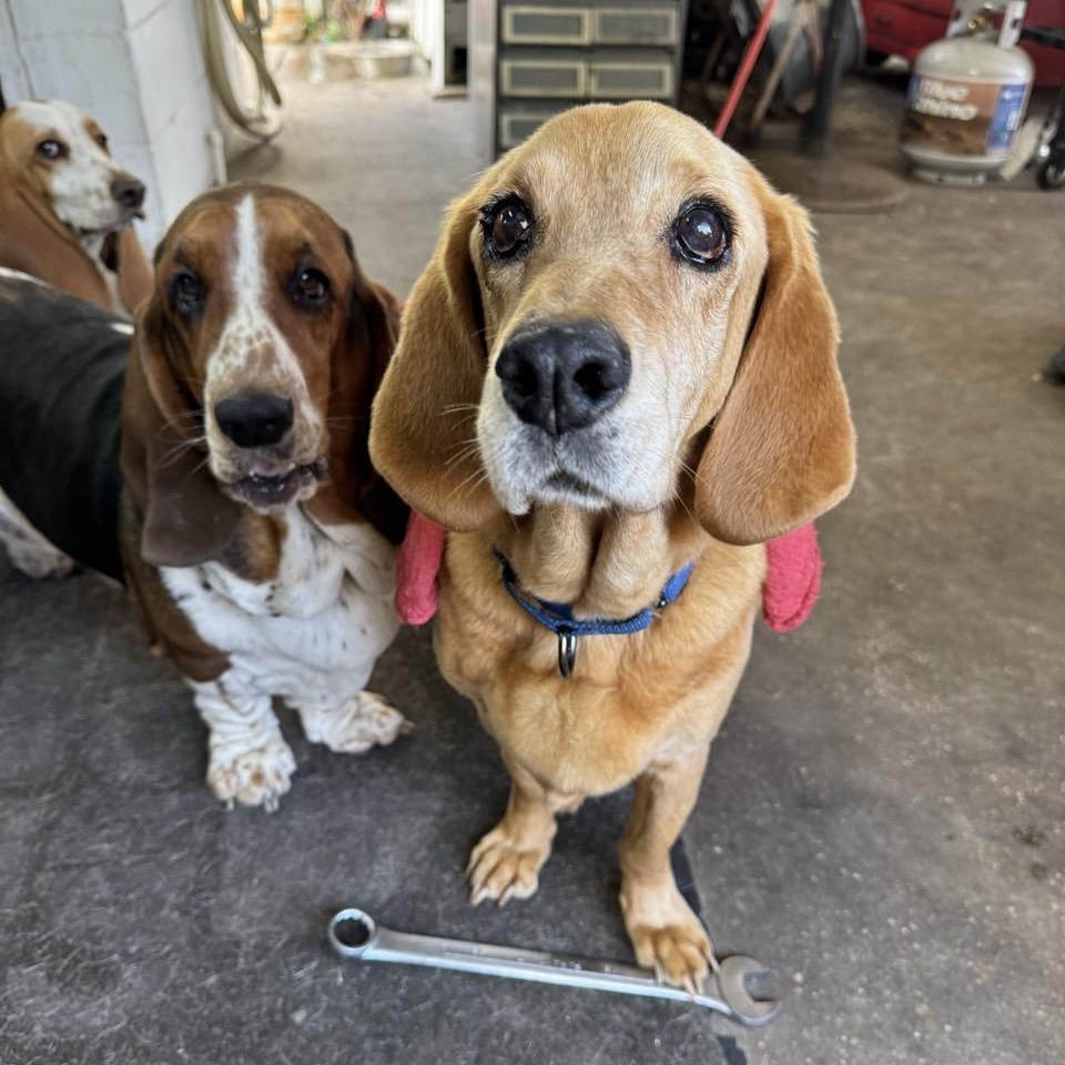 George, ADOPTABLE, Senior Male Basset Hound & Yellow Labrador Retriever.