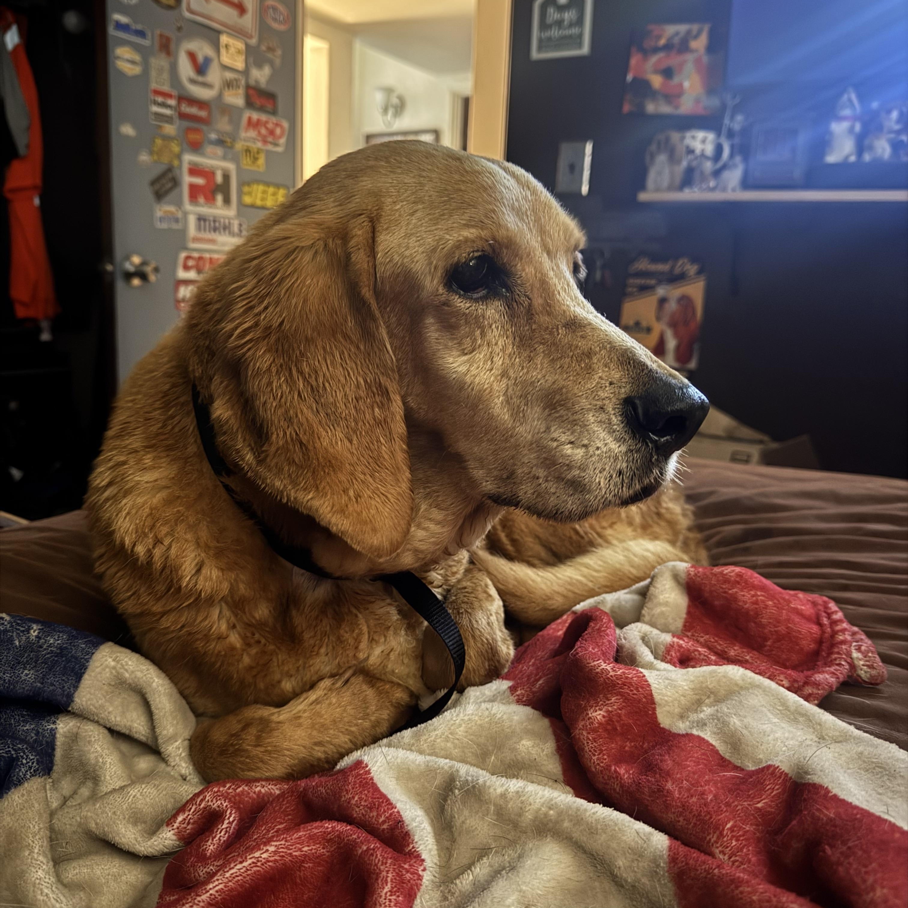 George, a ADOPTABLE mixed breed in Port Saint Lucie, FL image 6/6