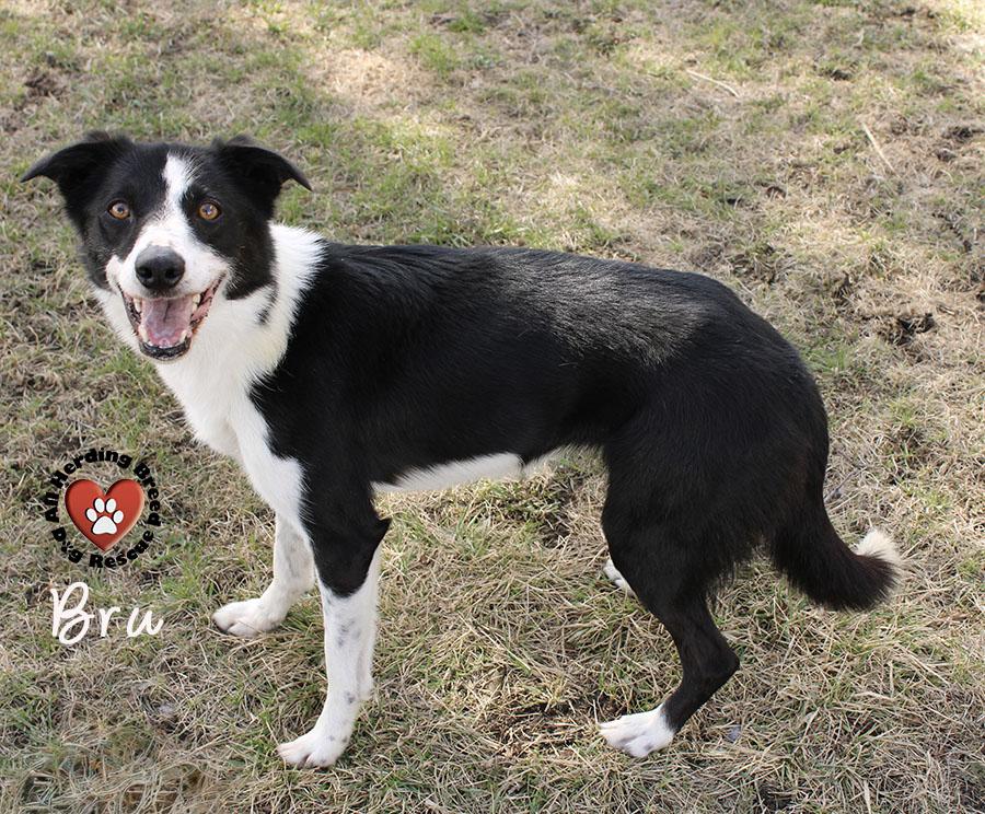 Enlarge Bru, a ADOPTABLE Border Collie in Joliet, IL image 3/6