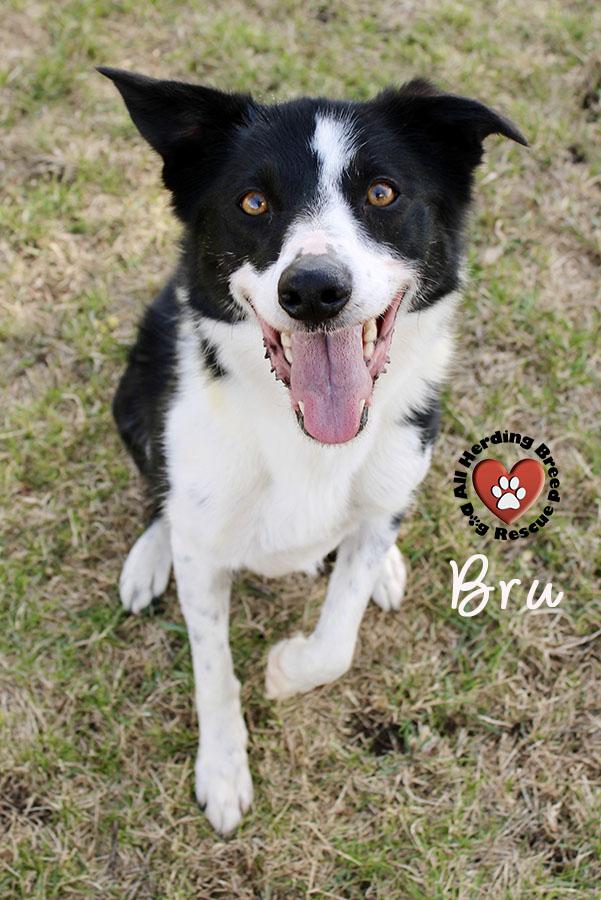 Enlarge Bru, a ADOPTABLE Border Collie in Joliet, IL image 2/6