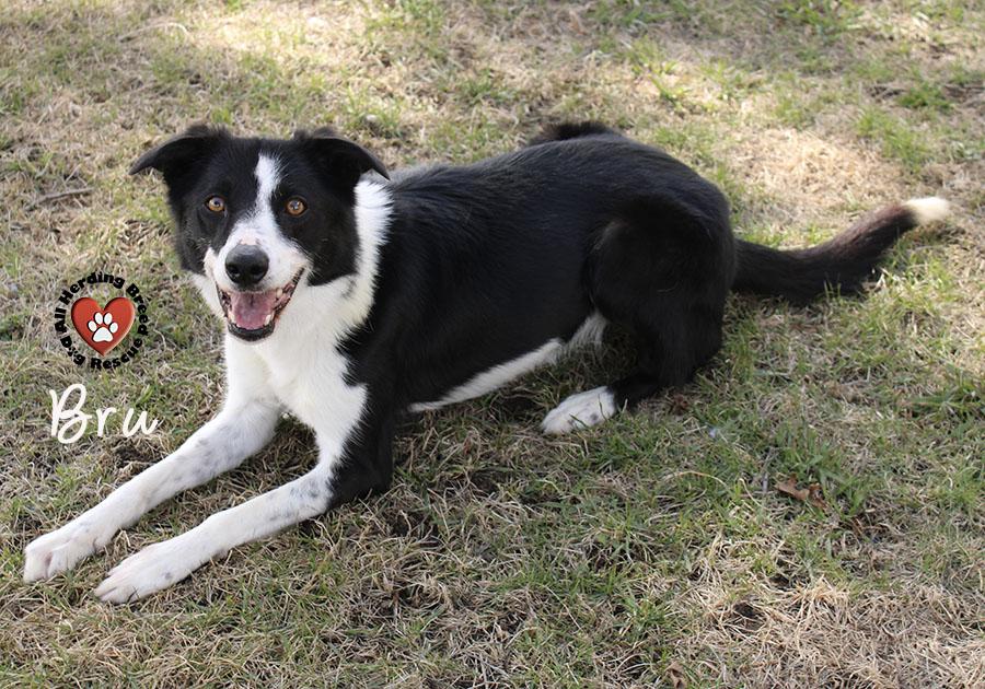 Enlarge Bru, a ADOPTABLE Border Collie in Joliet, IL image 6/6