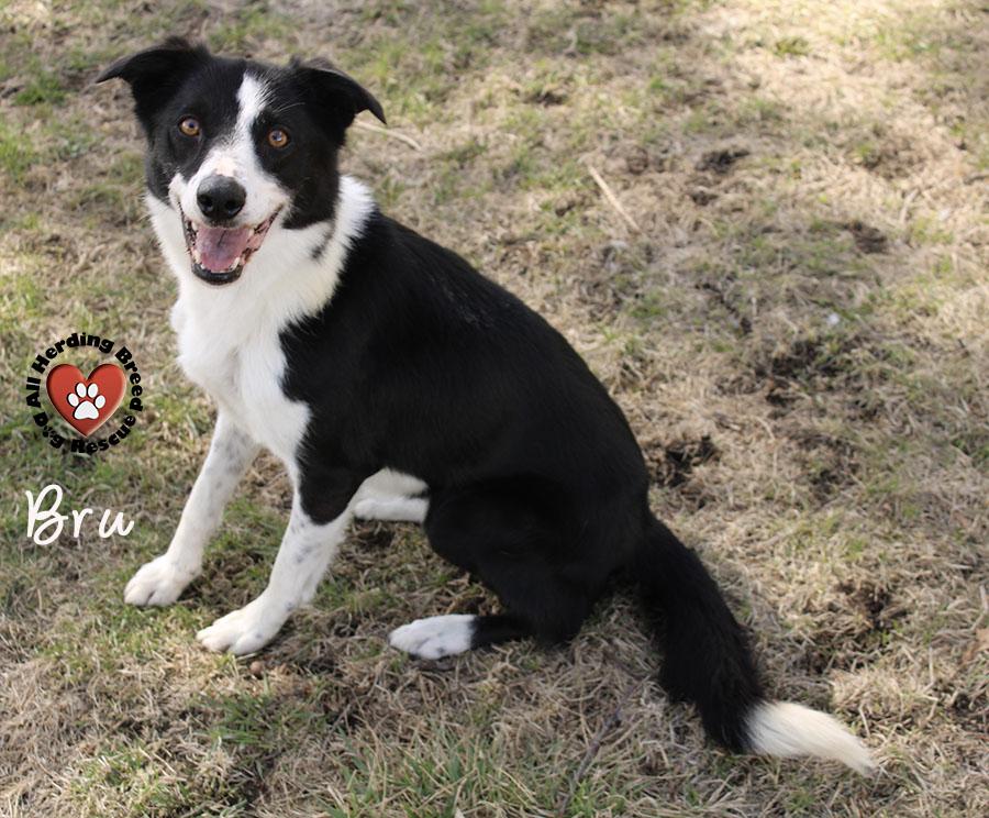 Bru, ADOPTABLE, Adult Female Border Collie.
