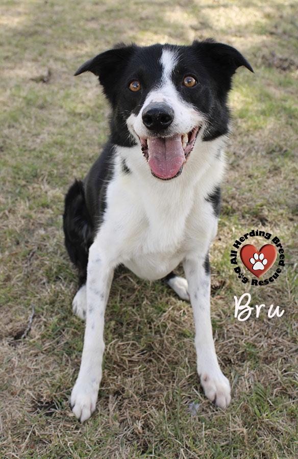 Enlarge Bru, a ADOPTABLE Border Collie in Joliet, IL image 5/6