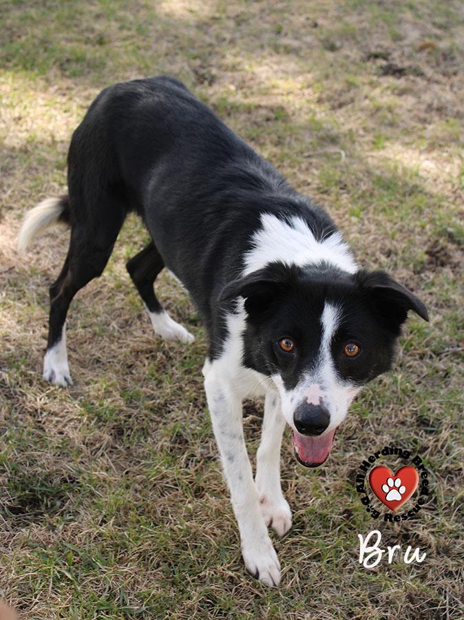 Enlarge Bru, a ADOPTABLE Border Collie in Joliet, IL image 4/6