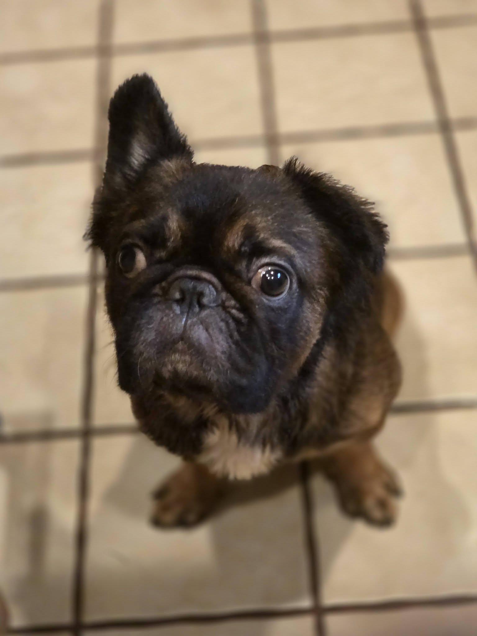 Morty, a ADOPTABLE French Bulldog in New Port Richey, FL image 4/5