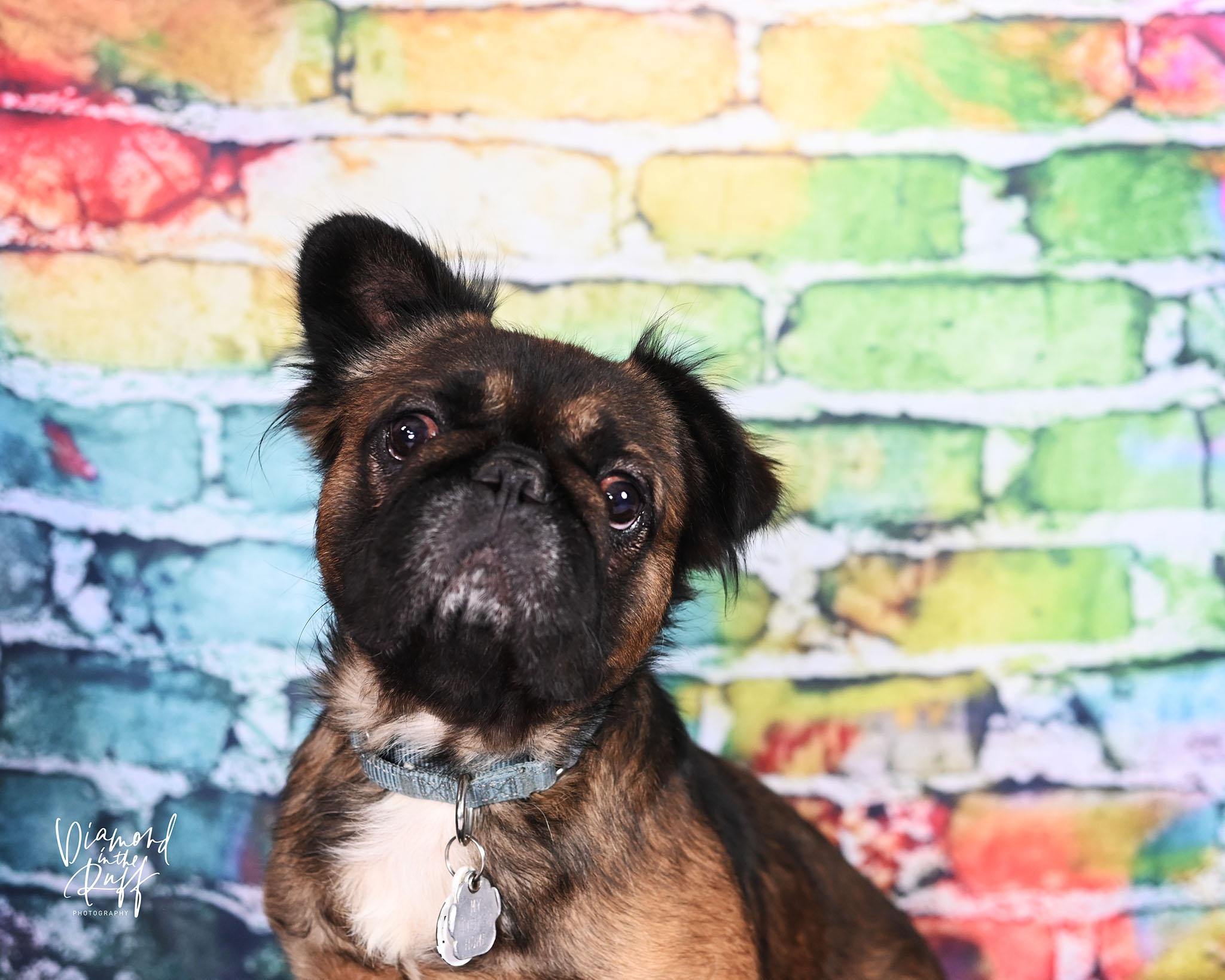 Morty, ADOPTABLE, Young Male French Bulldog.