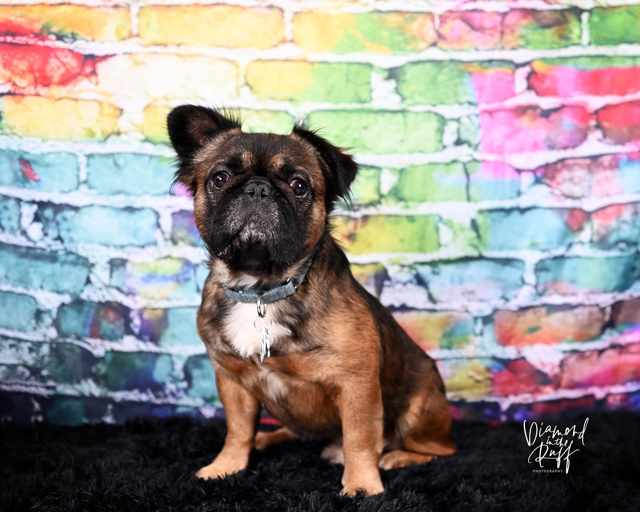 Morty, a ADOPTABLE French Bulldog in New Port Richey, FL image 5/5