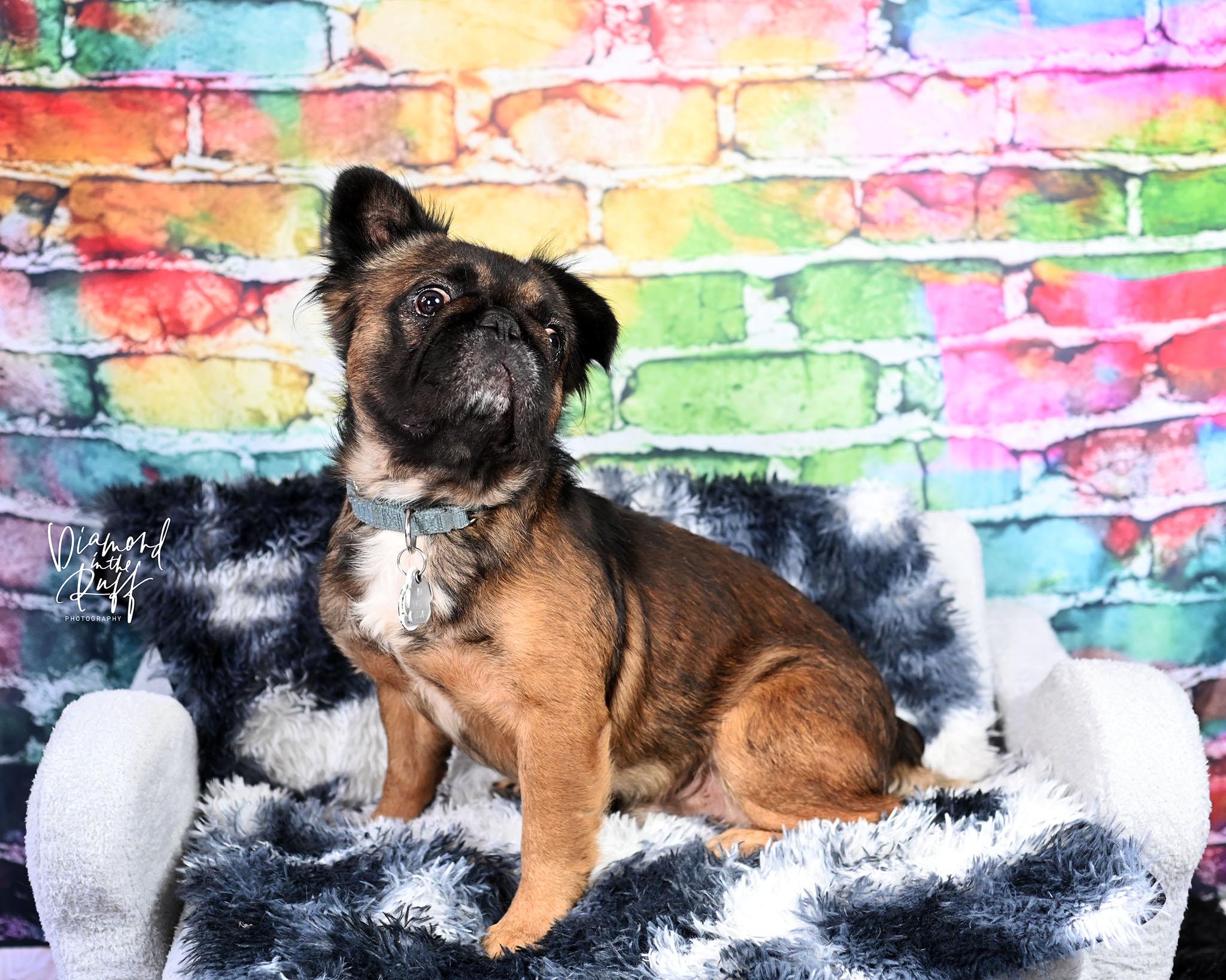 Morty, a ADOPTABLE French Bulldog in New Port Richey, FL image 3/5