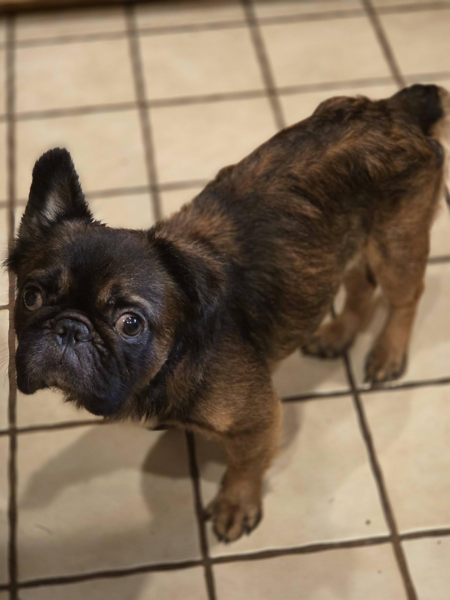Morty, a ADOPTABLE French Bulldog in New Port Richey, FL image 2/5