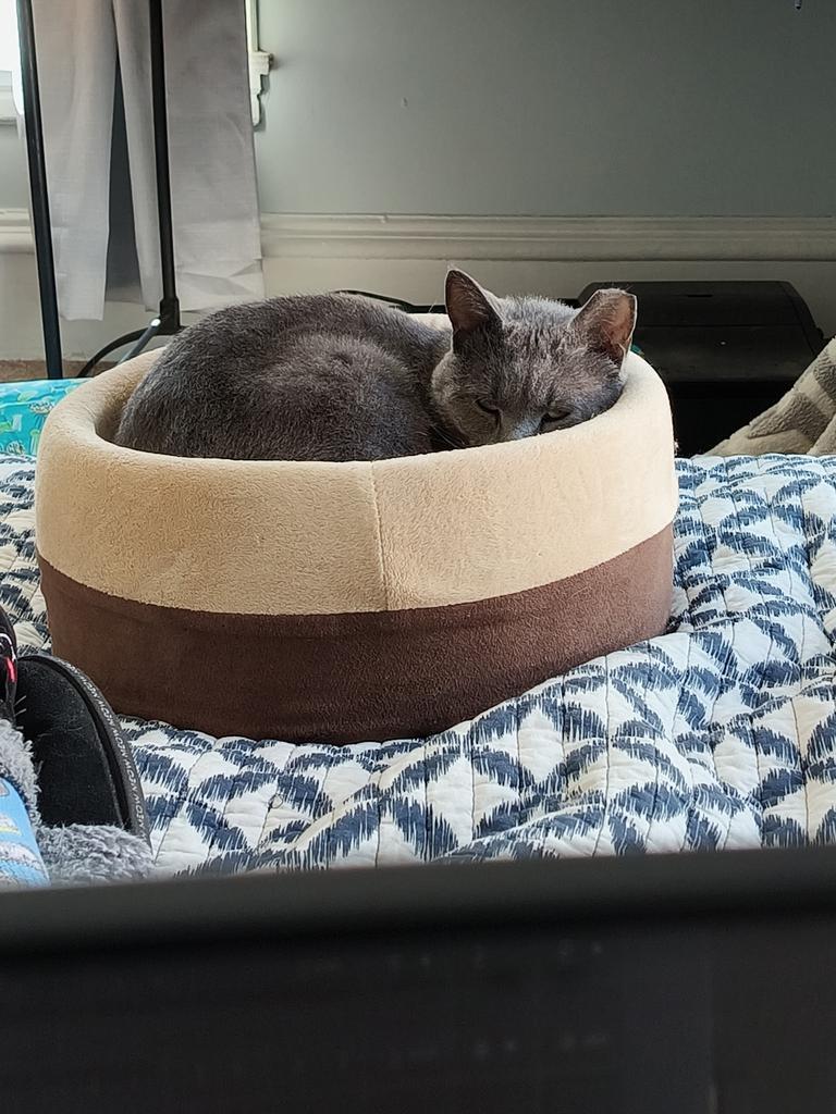 Grayson, Adoptable, Adult Male Domestic Short Hair.